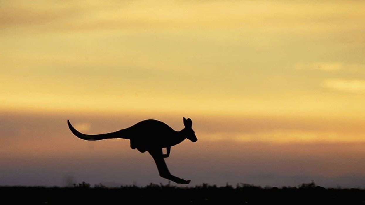 The invisible line that stops kangaroos from migrating to the Indonesian islands is pretty mindboggling