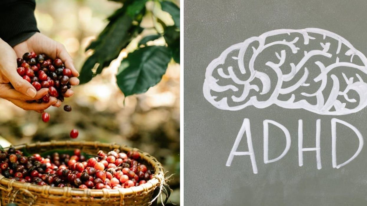 Scientists claim ADHD traits may have given hunter-gatherers an unlikely advantage while collect fooding