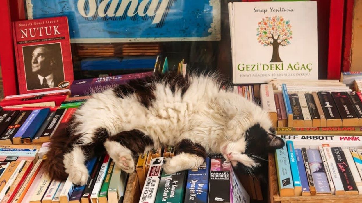 Massachusetts library comes up with adorable system to fine people damaging books