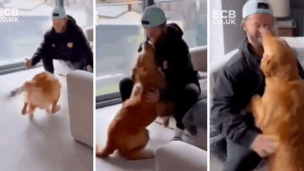 Video of cricket player reuniting with his dog for the first time in months is giving internet the feels