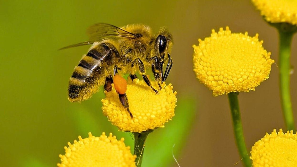 Scientists stunned to learn that bees can also pass on their knowledge to peers just like humans