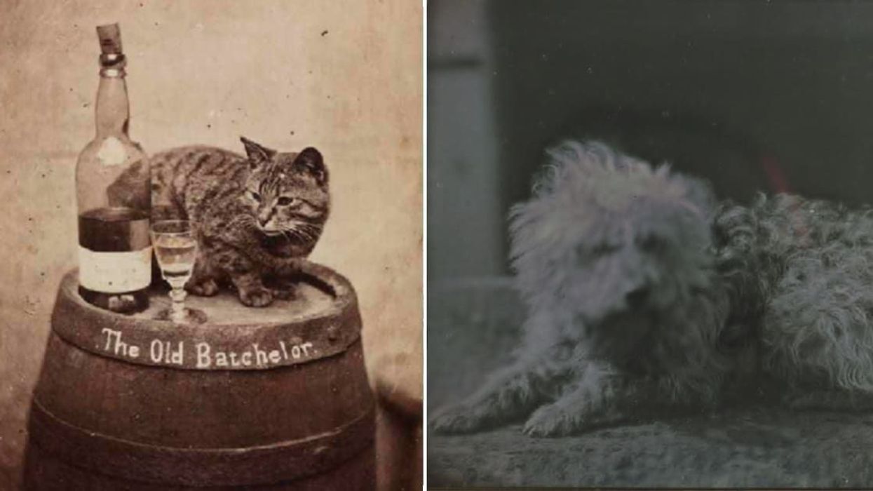 Museum unveils old images proving people have loved photographing their furry friends for centuries