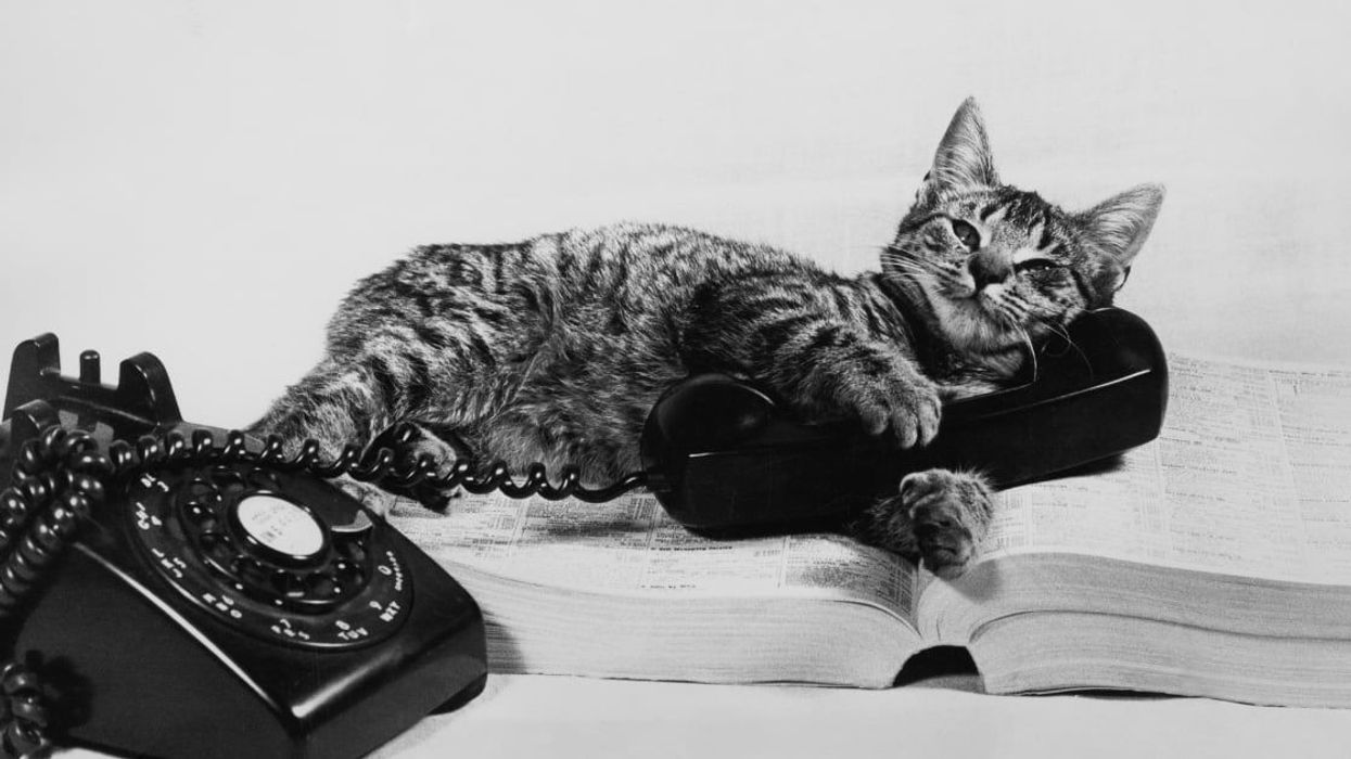 Cat apparently dialed 911 to help his owner but no one knows how: 'Sounds kind of weird'