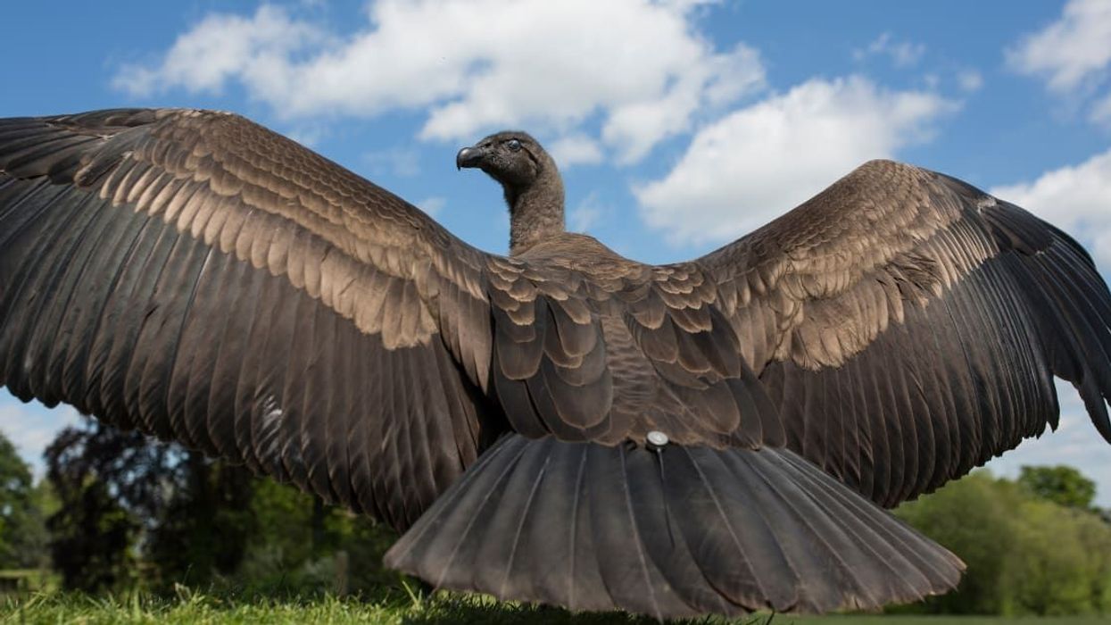 Scientists reveal bird that can fly over a 100 miles without flapping its wings