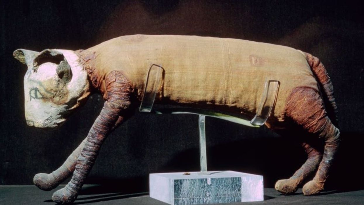 Fascinating history behind why ancient Egyptians worshipped and mummified cats