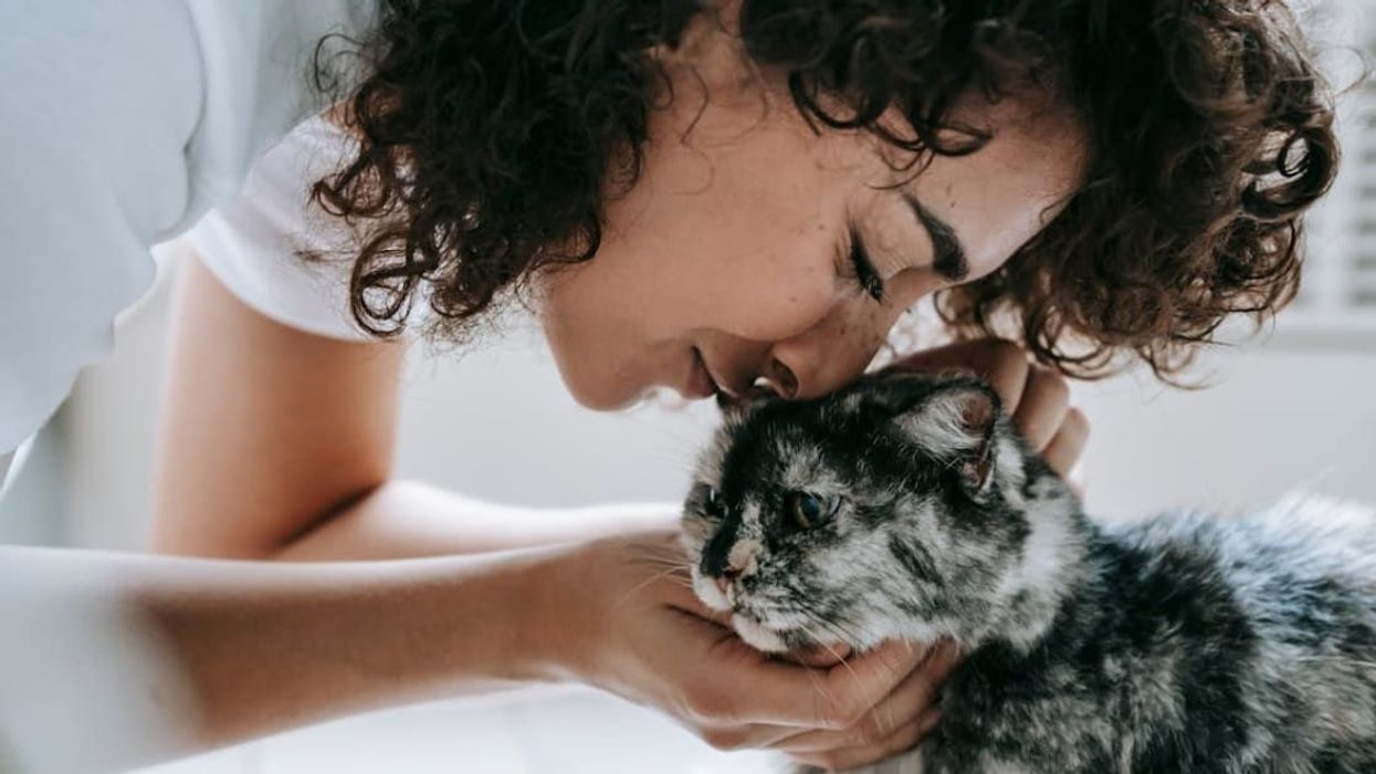 Scientists find there's a strange link between cat ownership and schizophrenia