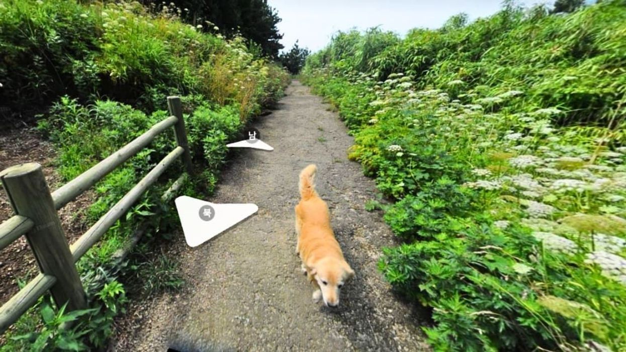 Dog adorably follows street view photographer on an island and photobombs every shot