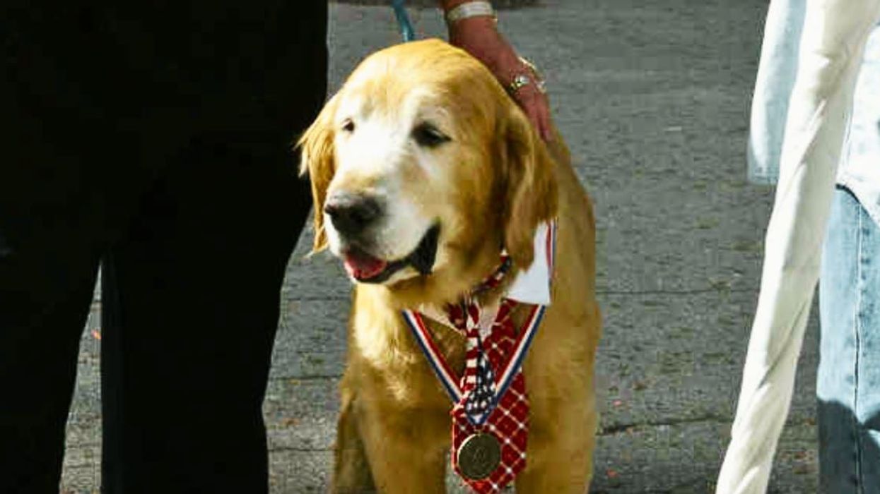 How a golden retriever became the mayor of a town in California and slayed it
