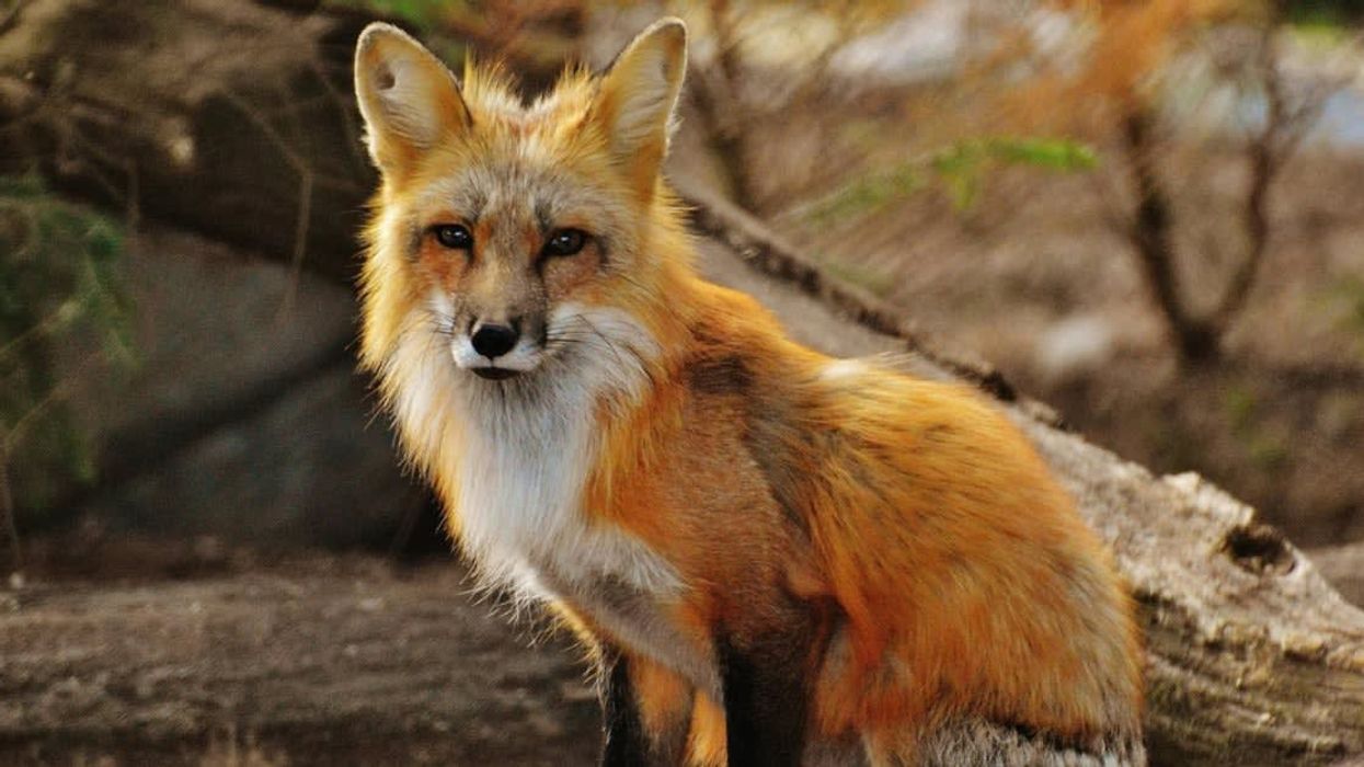 A 1,500-year-old burial site featuring a human skeleton alongside a fox raises intriguing questions