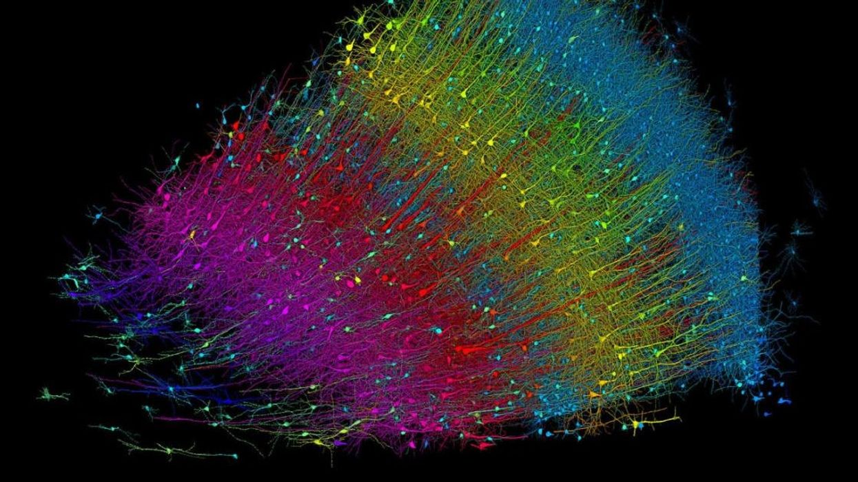 Scientists who mapped a brain half the size of a grain found it surprisingly held 1.4 million GB of data