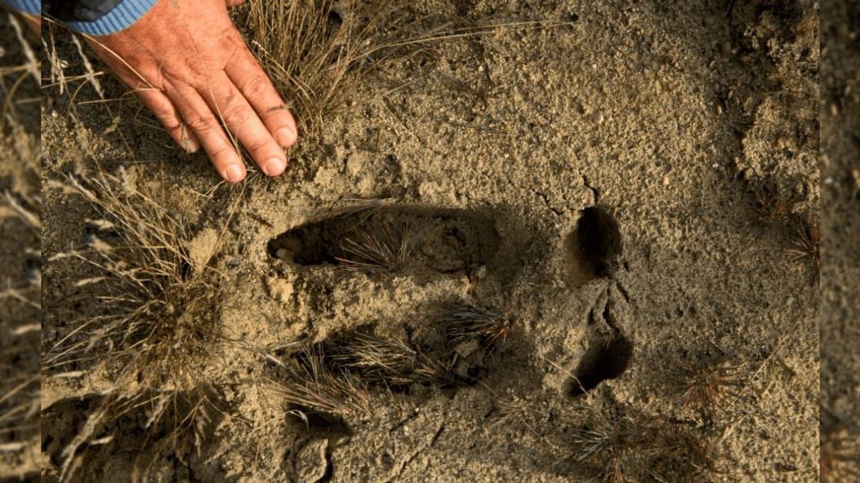 Gripping video shows most lethal object in the world, would prove fatal in five minutes