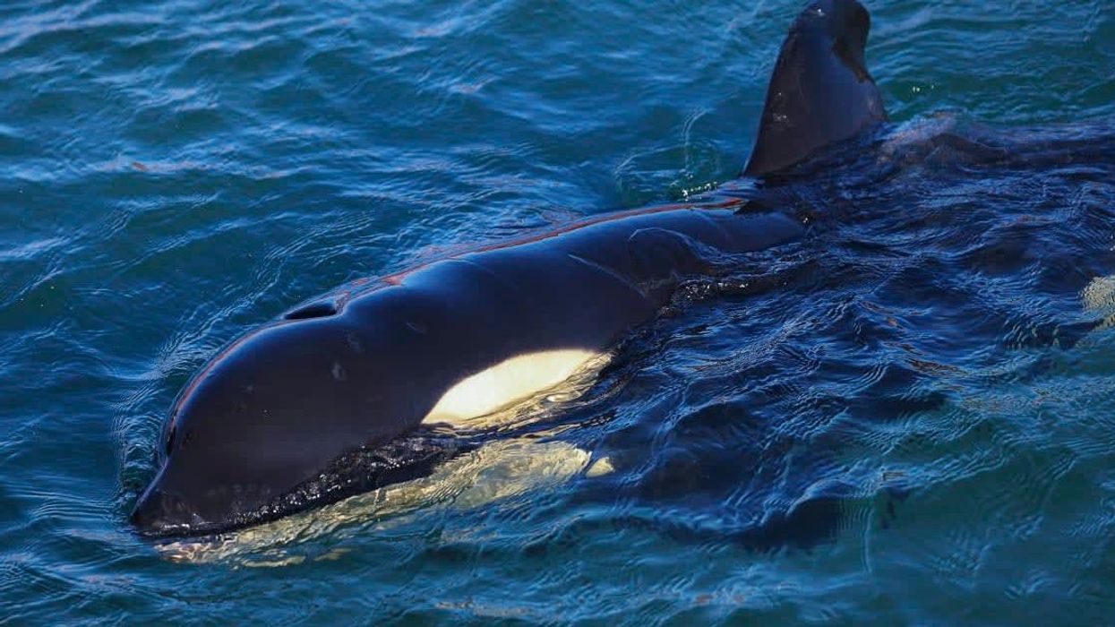 Young killer whales have been sinking rich people's yachts, we may finally know why