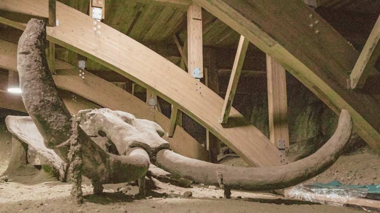 Man discovers astonishing 40,000-year-old mammoth bones in his wine cellar