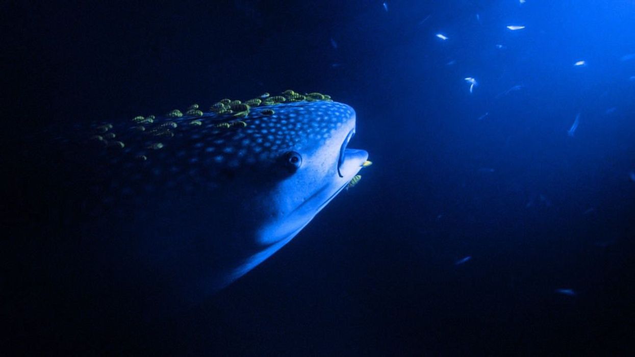 Mind-blowing clip shows scientists recording 'giant sea monster' predating dinosaurs