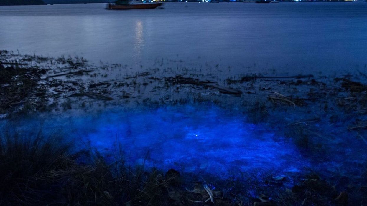 Video showing what bioluminescence looks like in the rain is just out of this world