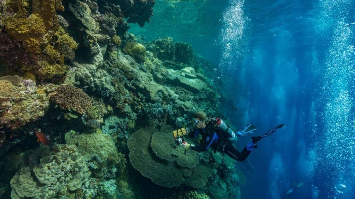 Eerie discovery of 'death pools' at the bottom of the Red Sea leaves scientists baffled