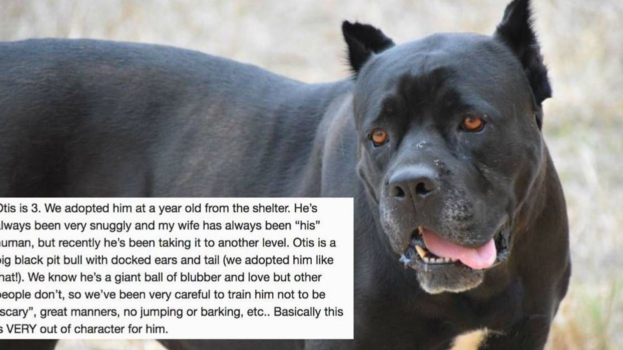 A guy asked why his dog had become so protective of his wife — the Internet guessed the right reason