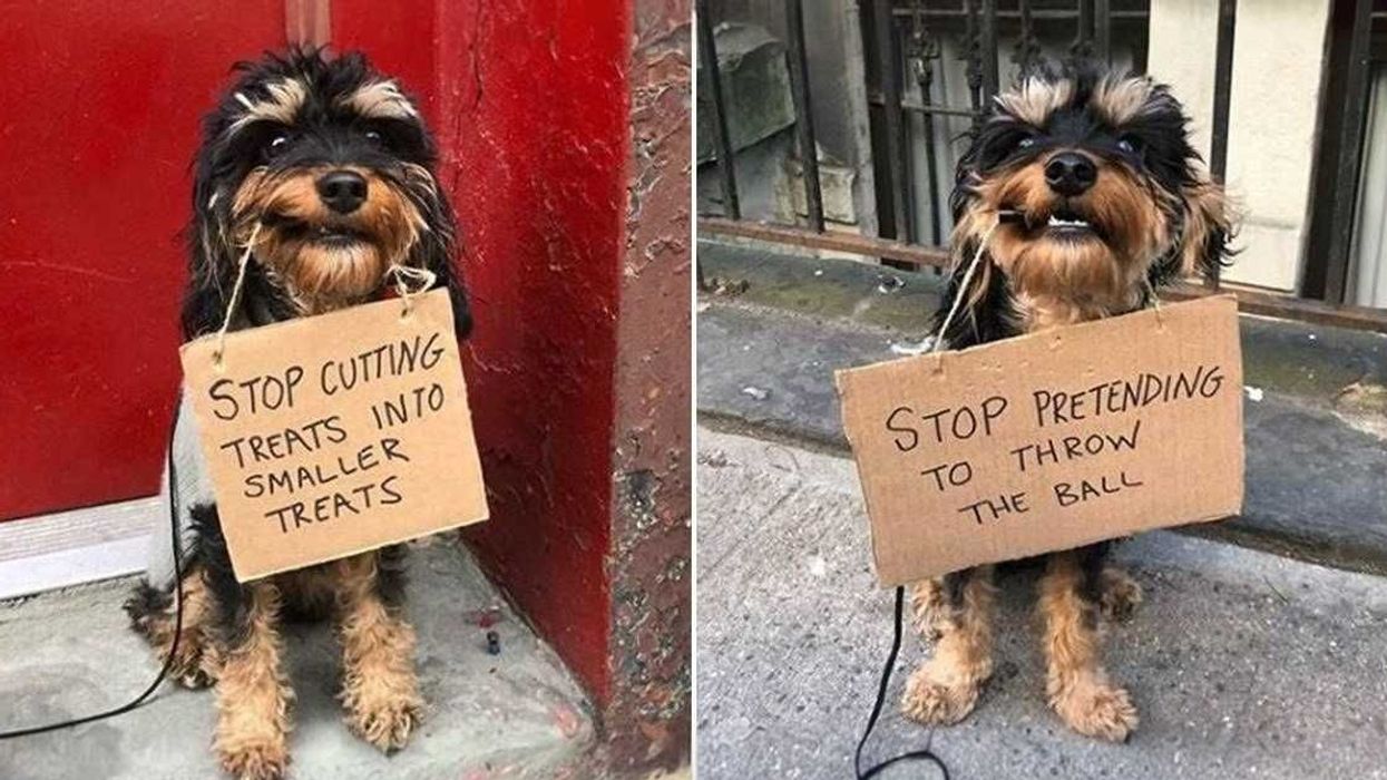 An adorable dog is turning the tables on his owner by holding signs that shame humans
