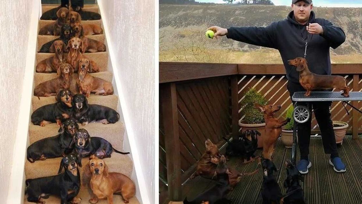 A teenager got the perfect shot of 16 posed dachshunds because a friend bet he couldn’t