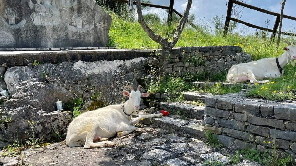 Small Italian island overrun by goats offers to give them away for free but there's a catch