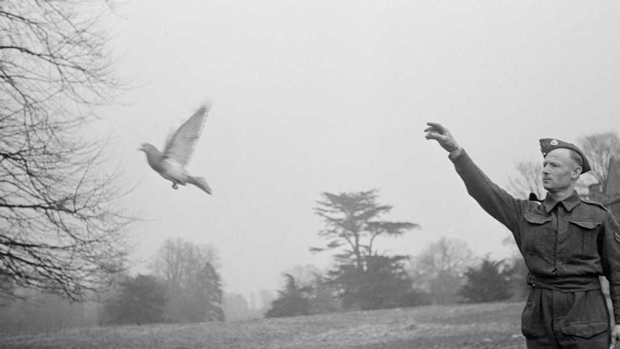 Remarkable story of how a pigeon saved a crew of World War II bombers