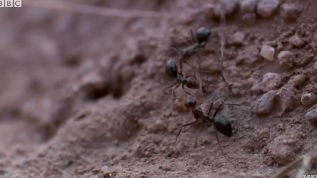 Scientists surprised after uncovering ant city 'equivalent to the Great Wall of China'