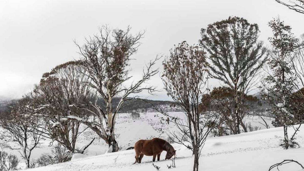 People can't tell if a horse is walking backwards or forwards in tricky optical illusion