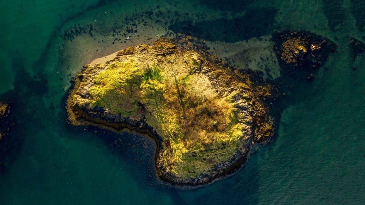 Researchers discover 30-million-year-old hidden forest on 'treeless island'