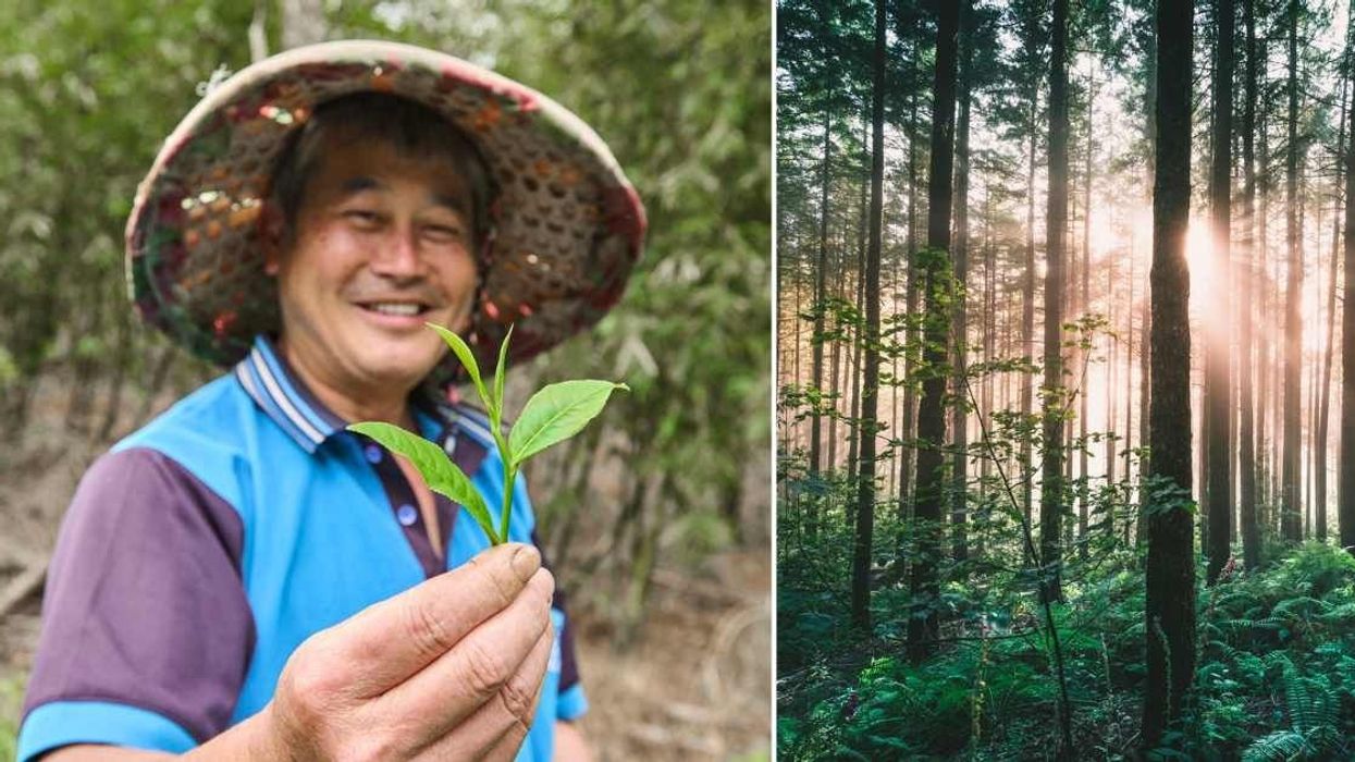 Man who single-handedly planted 550-hectare forest is planning to do it all over again on another barren plot