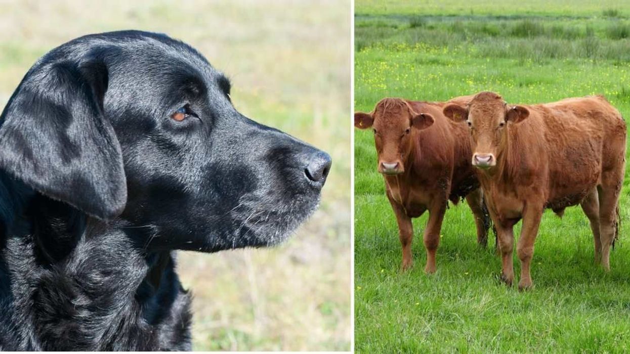Farm dog bidding emotional goodbye to cows after 16 years of herding is too much to handle