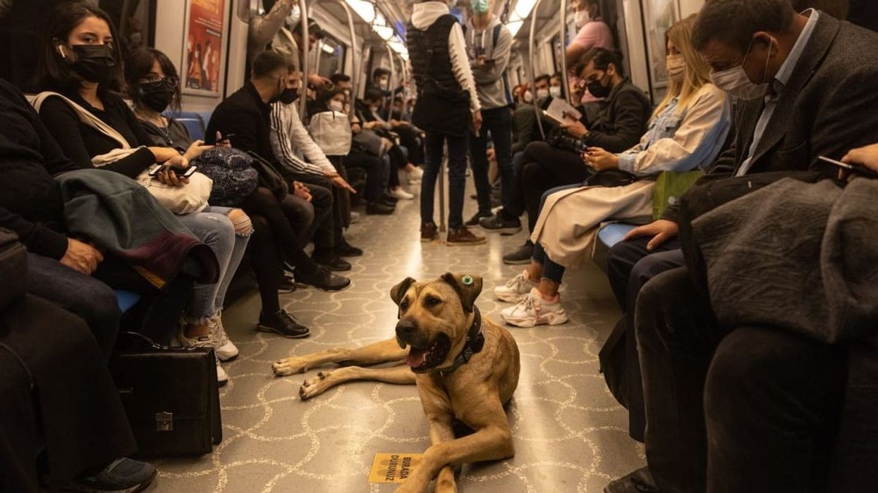 Traveling street dog who was gifted free access to public transport has now been adopted