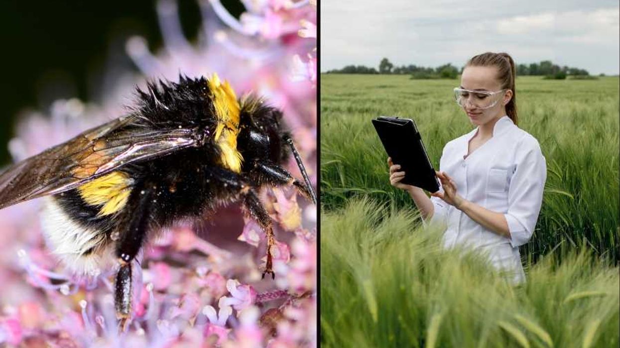 insects, bugs, scientific research, bug populations, environmental research