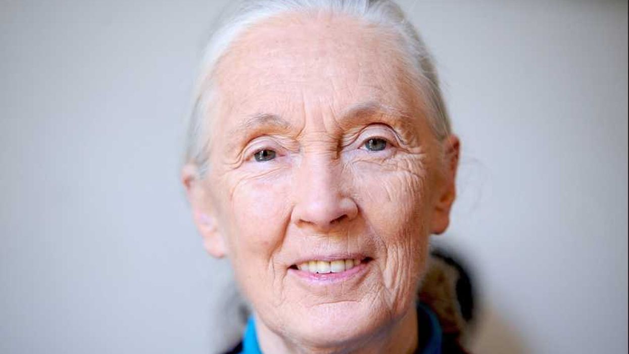 jane goodall, chimpanzees, jane goodall legacy, human nature, jane goodall interview