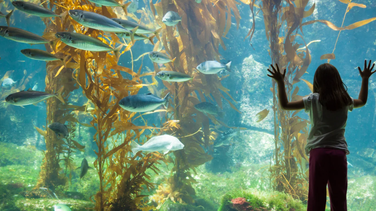 Japanese aquarium, Kaikyokan Aquarium, sunfish, animal enrichment, lonely fish, good news, viral story, animal welfare, creative solutions, Shimonoseki