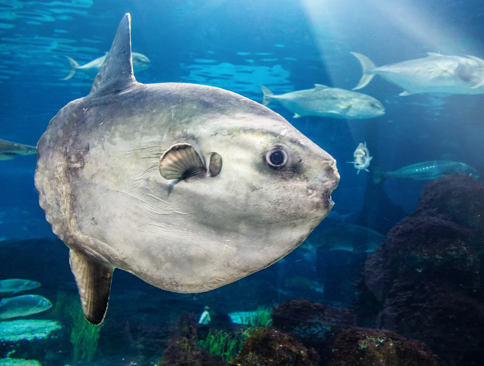 Japanese aquarium, Kaikyokan Aquarium, sunfish, animal enrichment, lonely fish, good news, viral story, animal welfare, creative solutions, Shimonoseki