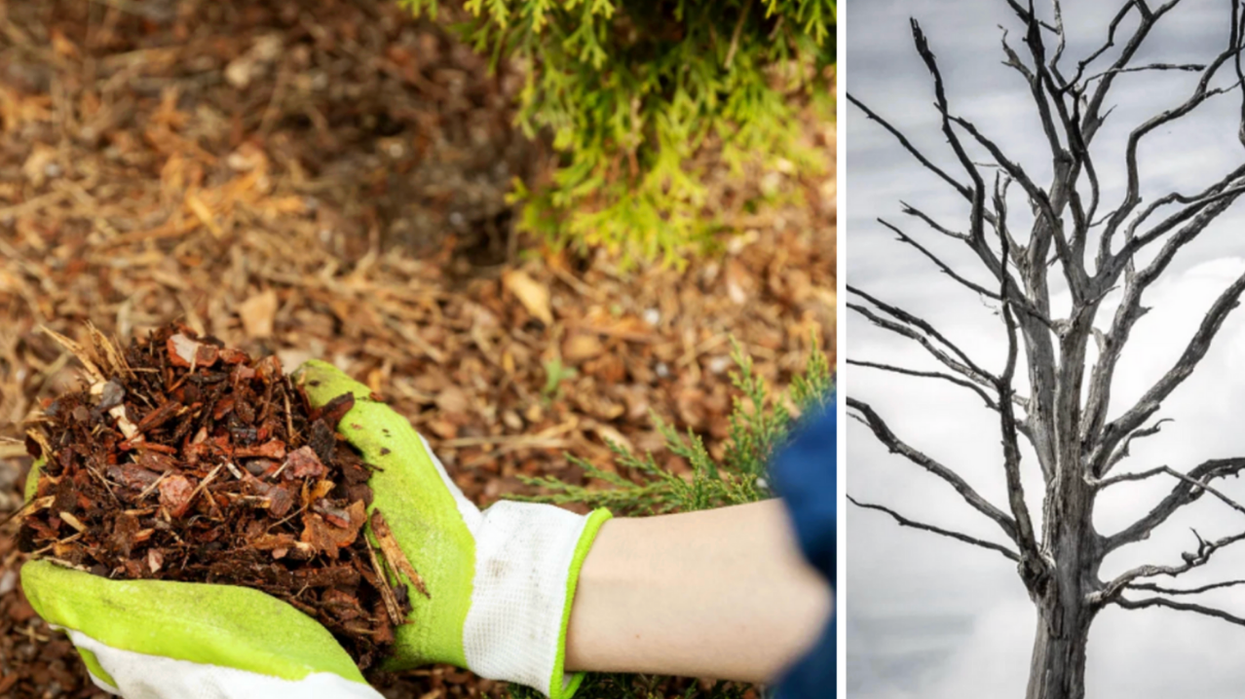 landscaping, environment, trees, economy, homeowners