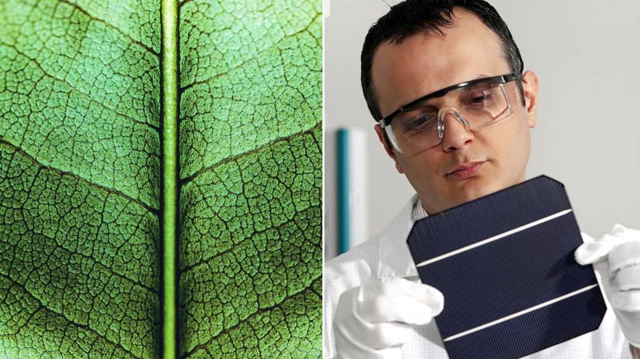 leaf, solar energy, solar cell system, scientist, University of Cambridge, fossil fuels, environment