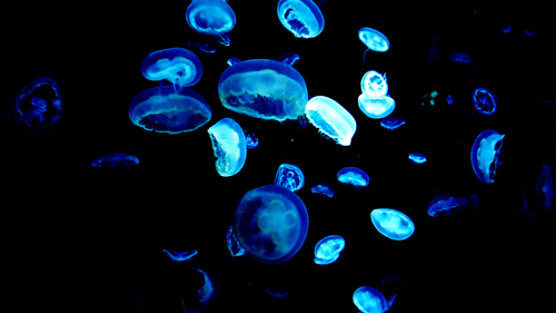 luminous coral, man-made materials, research, oceans, biology, species, sea coral