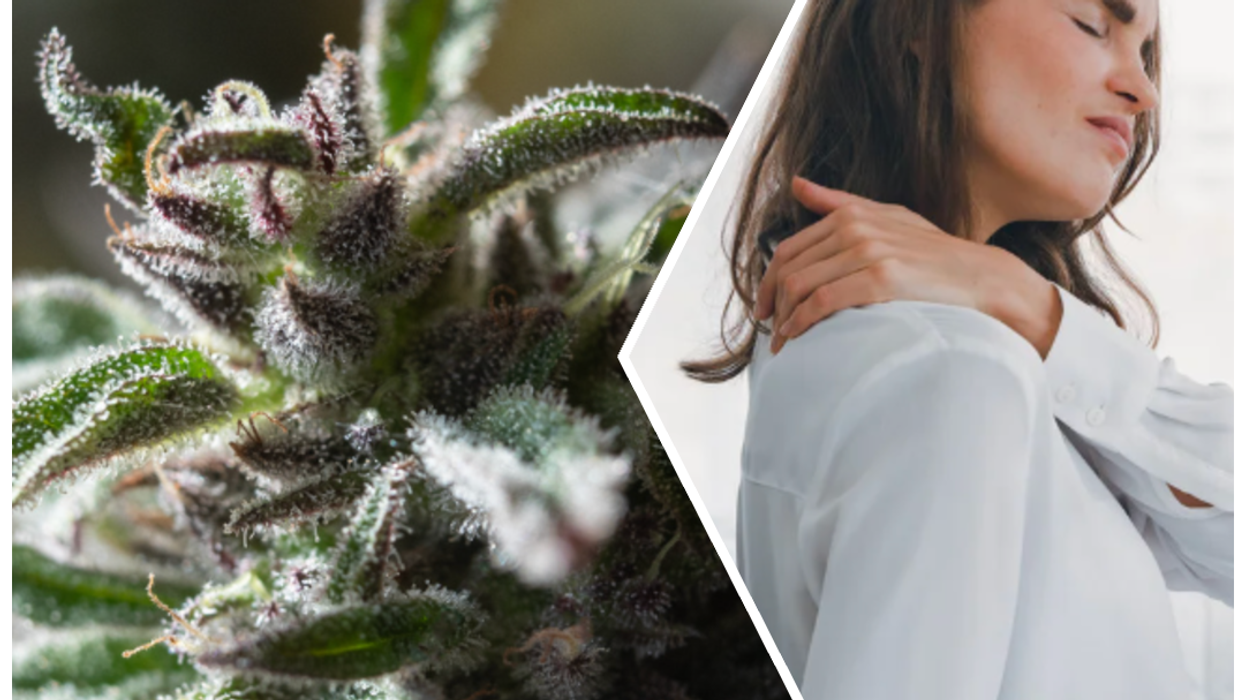 marijuana, THC, opioids, pain relief, medicine