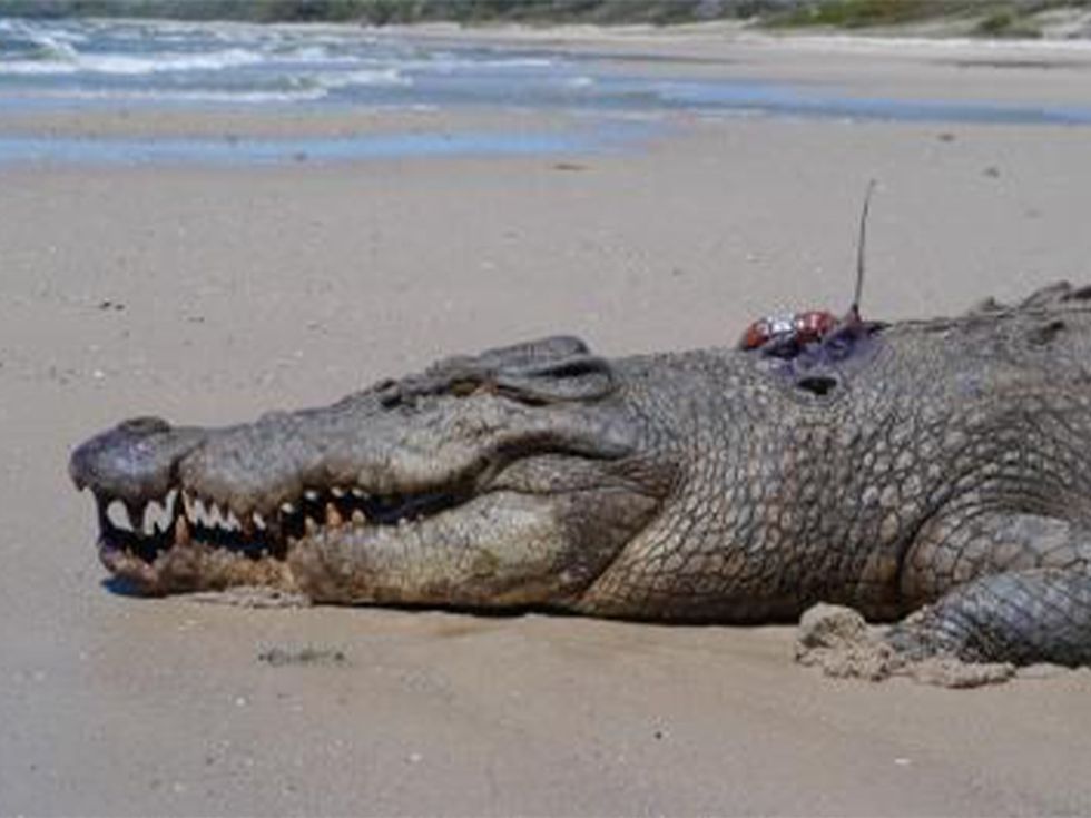 marine biology, transmitter, Australia Zoo, crocodile's travel, seasonal current, ocean, marine barriers