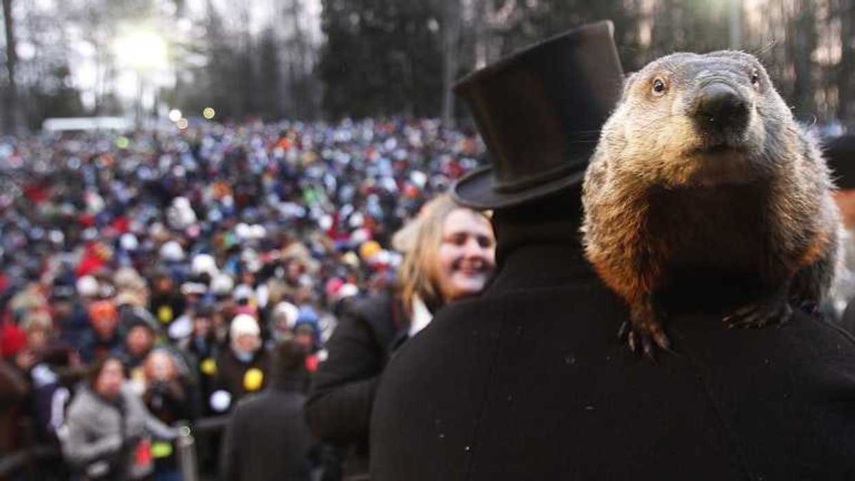 Mating strategy, Biology, Wildlife, Predictions, Mating, Hibernation, Groundhogs, Torpor, Wildlife biology