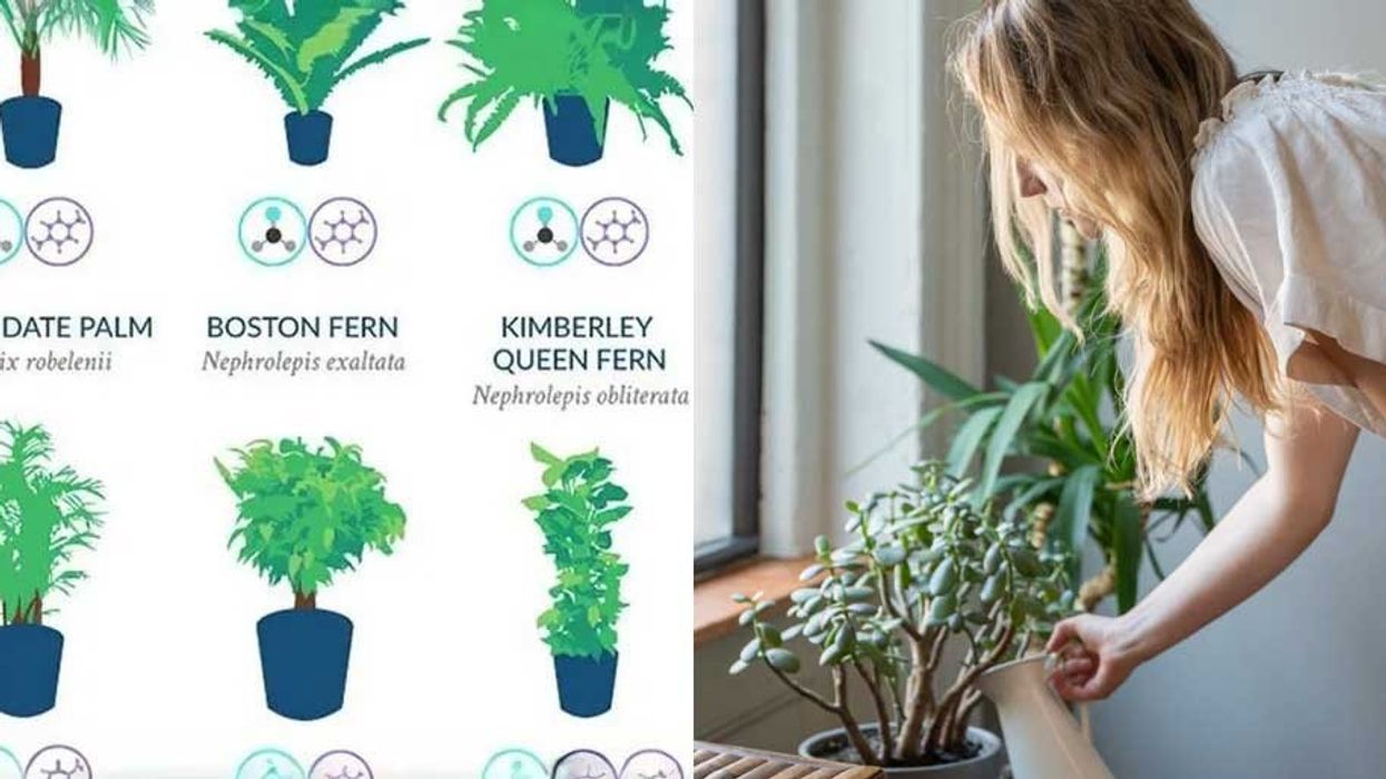 NASA clean air study, air purifying plants, indoor air quality, houseplants, clean air, spider plant, peace lily, bamboo palm, English ivy, formaldehyde removal, benzene toxins