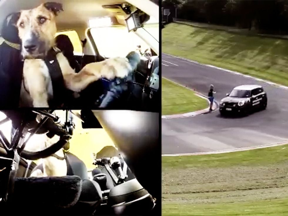 national television, ABC News, David Letterman, Hollywood movies, pet trainer, dog trainer