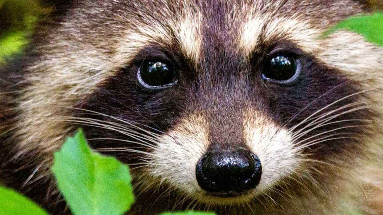 Neuroscience, Wildlife, Intelligence, Brain, Animals, Animal models, Raccoons