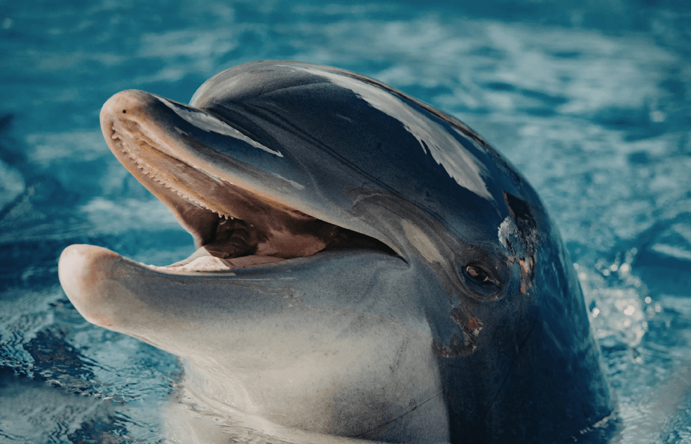 Nicole Isaacs, pregnant woman saves dolphin, remora dolphin TikTok, dolphin rescue viral video, wild dolphin encounter, dolphin pod reaction, TikTok wildlife rescue, remora fish parasites, dolphins sense pregnancy, ocean rescue 2026