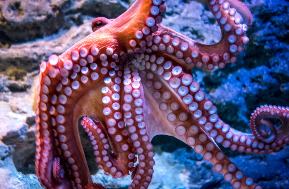 octopus, Secrets of the Octopus, National Geographic, Alex Schnell, marine biology, animal communication, interspecies communication, Great Barrier Reef, Scarlett the octopus, animal intelligence