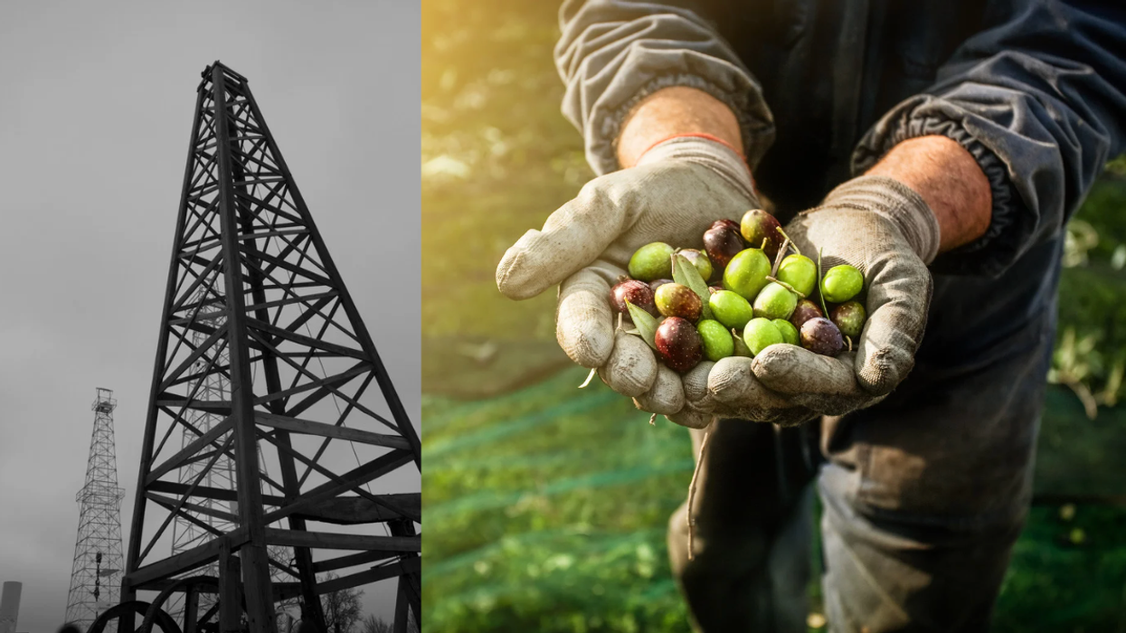 olives, clean energy, eco-friendly fuel, climate change, deforestation