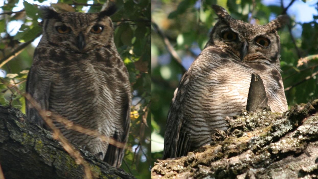 owl, interview, wildlife, hoot, birds, wildlife expert