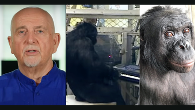 Peter Gabriel, Kanzi, ape, tribute, music, bonobo