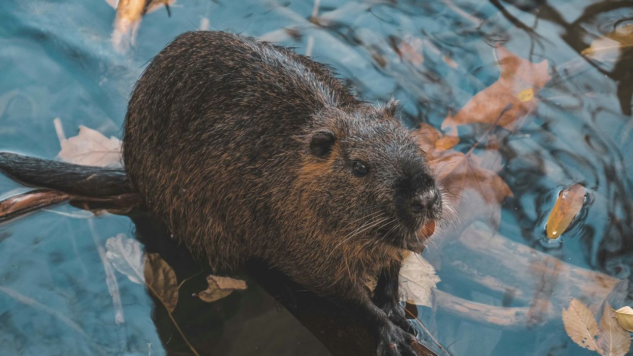 Photo of a beaver in water